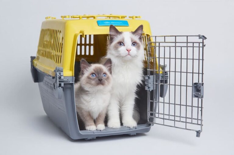 Señales de estrés en gatos durante la adaptación al hogar